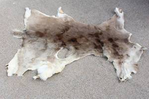 lot 157 image: FOX SKIN TAXIDERMY FUR PELT  45L X 35W&nbsp