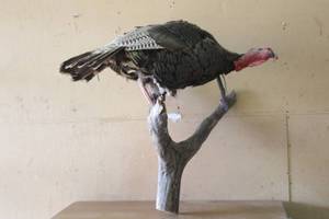 lot 8 image: LARGE WILD TURKEY TAXIDERMY MOUNT ON BRANCH ,46L  DAMAGE TO BEAK SEE PICS&nbsp