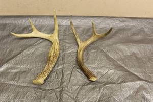 lot 14 image: DEER ANTLERS