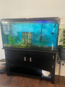 lot 100 image: GLASS FISH TANK AQUARIUM WITH BLACK WOOD 2- DOOR STAND WITH STORAGE CONTENTS  INCLUDED  , TANK - 48 L X 12 X 24  H , STAND 50 L X 14 31 H , TOTAL 57 H TANK WILL BE DRAINED BEFORE PICK-UP