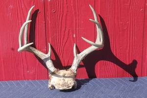 lot 56 image: DEER ANTLER  TAXIDERMY
