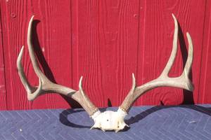 lot 57 image: DEER ANTLER  TAXIDERMY