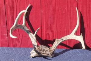 lot 58 image: DEER ANTLER  TAXIDERMY