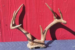 lot 59 image: DEER ANTLER  TAXIDERMY