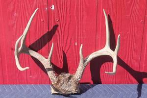 lot 60 image: DEER ANTLER  TAXIDERMY