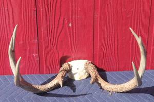 lot 61 image: DEER ANTLER  TAXIDERMY