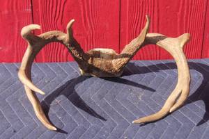 lot 62 image: DEER ANTLER  TAXIDERMY
