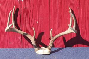 lot 63 image: DEER ANTLER  TAXIDERMY