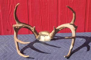 lot 64 image: DEER ANTLER  TAXIDERMY