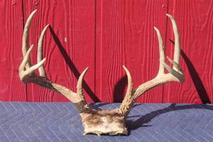 lot 65 image: DEER ANTLER  TAXIDERMY