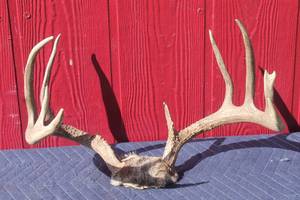 lot 66 image: DEER ANTLER  TAXIDERMY