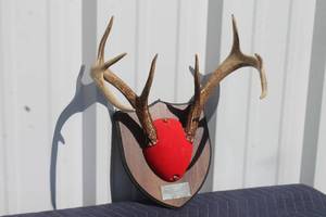 lot 54 image: VINTAGE 8 POINT DEER ANTLER  MOUNTED TO WALL HANGING WOOD PLAQUE