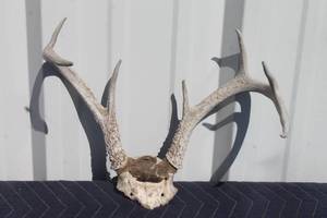 lot 55 image: VINTAGE WHITE-TAILED  6 POINT DEER ANTLER