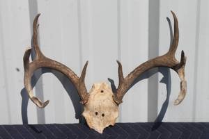 lot 56 image: VINTAGE 6 POINT DEER ANTLER
