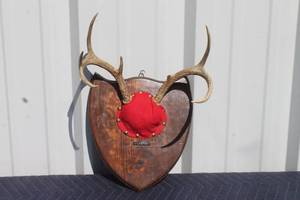 lot 57 image: DEER ANTLER MOUNTED TO WALL HANGING WOOD PLAQUE  SEE PICS