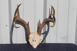 lot 58 image: 10 POINT DEER ANTLER