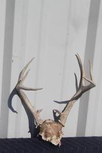 lot 59 image: 8 POINT DEER ANTLER