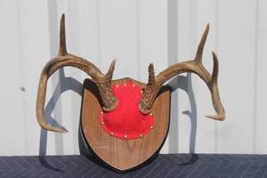 lot 60 image: 8 POINT DEER ANTLER MOUNTED TO WALL HANGING WOOD PLAQUE