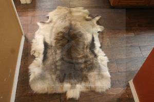 lot 22 image: GENUINE REINDEER SKIN FLOOR ,WALL ,CABIN DECORATIVE RUG,  47L X 30W