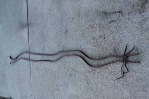 lot 185 image: TOTAL OF 2 CHEANEY LATIGO&nbsp &nbspLEATHER&nbsp HORSE&nbsp ROPING&nbsp SPLIT REINS&nbsp , 8FT LONG&nbsp