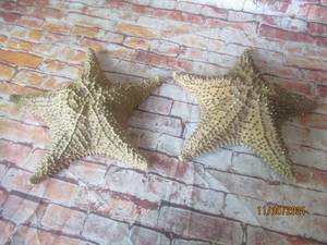 lot 278 image: RARE 1940S LARGE REAL DRIED STARFISH SEASHELL 12 OCEAN MARINE DCOR