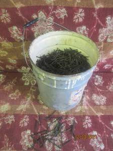 lot 296 image: GENEROUS AMOUNT OF DRYWALL SCREWS 5 GALLON BUCKET FULL. BUCKET INCLUDED