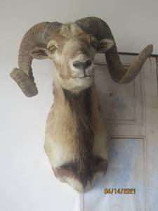 lot 275 image: BIG HORN RAM TAXIDERMY MOUNTED