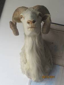 lot 276 image: BIG HORN RAM TAXIDERMY MOUNTED