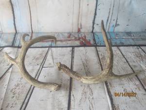 lot 277 image: ANTLER HORN RATTLERS ,HUNTING KNOCKERS&nbsp