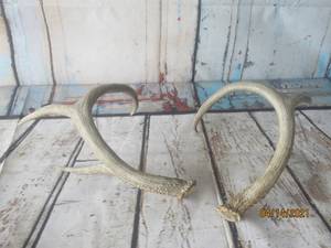 lot 278 image: ANTLER HORN RATTLERS,HUNTING KNOCKERS