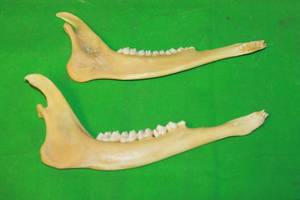 lot 139 image: SET OF DEER JAW BONES
