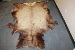 lot 210 image: REAL BEAR SKIN RUG OVER 6FT LONG