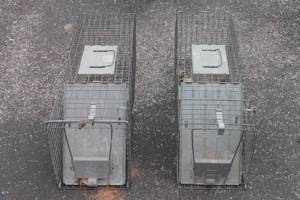 lot 33 image: TOTAL OF 2 HAVAHART LARGE 1-DOOR  LIVE CATCH CAGE TRAP 32LX10W