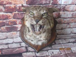 lot 65 image: BOBCAT TAXIDERMY