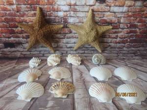 lot 154 image: 14 PC 3DSTAR FISH ,CLAM SEA SHELLS ,SCALLOP SEA SHELLS&nbsp