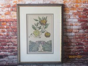 lot 214 image: IN HRN. G.HAN BRAUN GARTEN HESPERIDES CITRUS ENGRAVINGS PAGE 206A