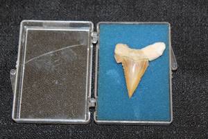 lot 167 image: SHARK TOOTH FOSSIL 15538&nbsp